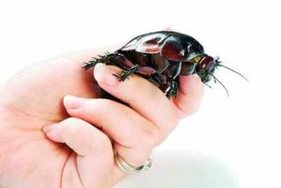 Roach proteins show way to superfood