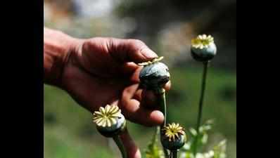 Don't seek opium legalization, says HC
