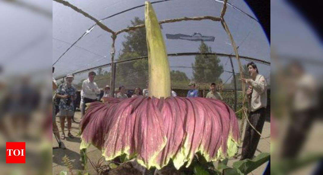 World's largest flower blooms in Wayanad | Kozhikode News - Times of India