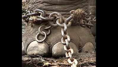 Gods in shackles: Plight of temple elephants