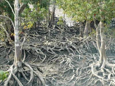 Prawn seed catching in Sundarbans damaging environment: Book