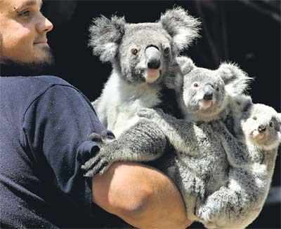 Koala, tiger skin sold online under 'code names'