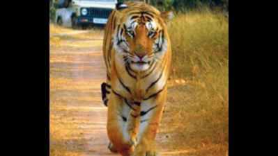 Now a Rs 50,000 reward to trace tiger ‘Jai’