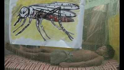 New mosquito that stings malaria