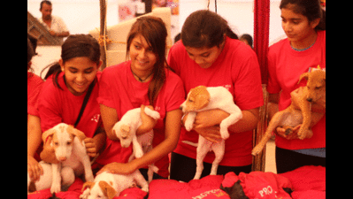 Pet adoption camp for pups, kittens at Borivali