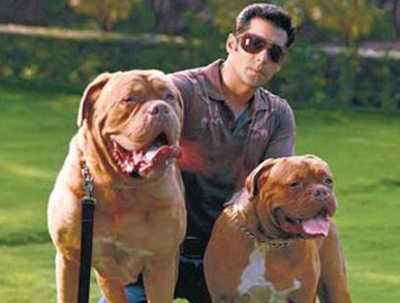 Salman Khan immortalises his pets 'MySon' and 'MyJaan'