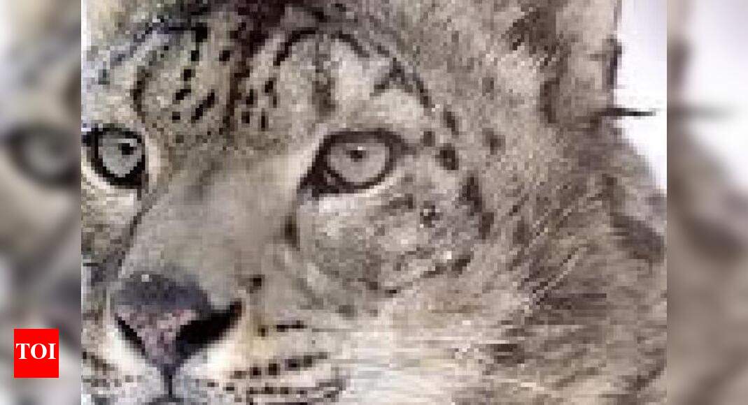 Snow leopard conservation efforts to focus on Gangotri belt | Dehradun