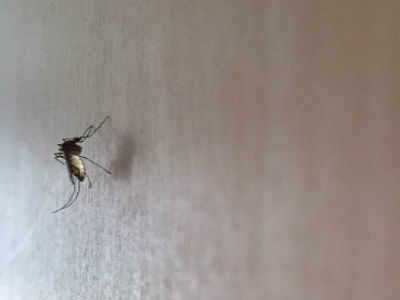 Chikungunya fears bite again
