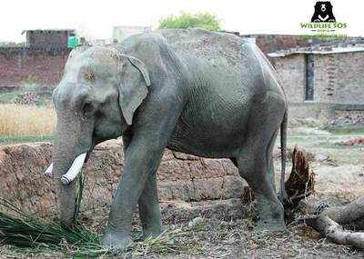 'Unluckiest' elephant in the world rescued