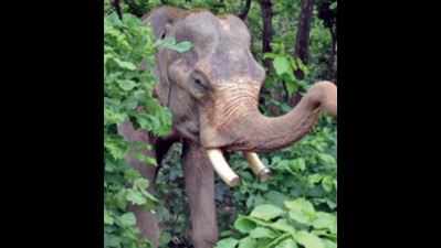 Jumbo rescued after 20-hour operation