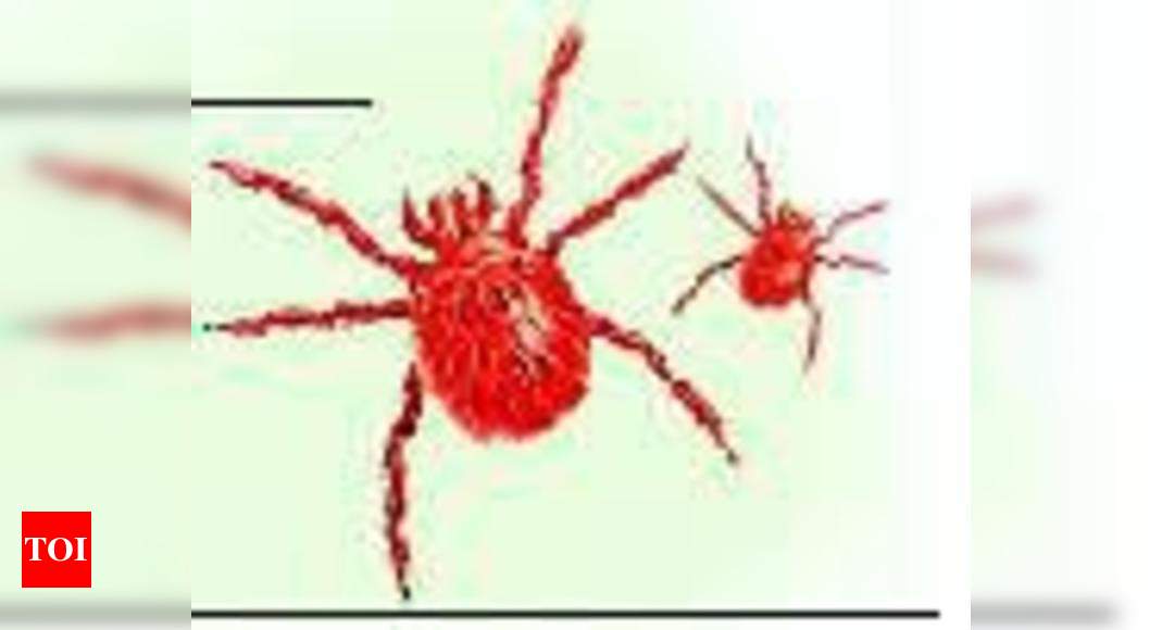 scrub-typhus-death-alarms-himachal-shimla-news-times-of-india