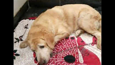 26/11 sole survivor police dog hospitalized after buddy's death