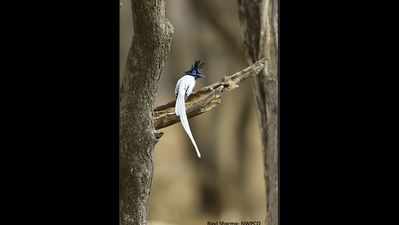 Young Indian paradise flycatcher finding it difficult to survive?