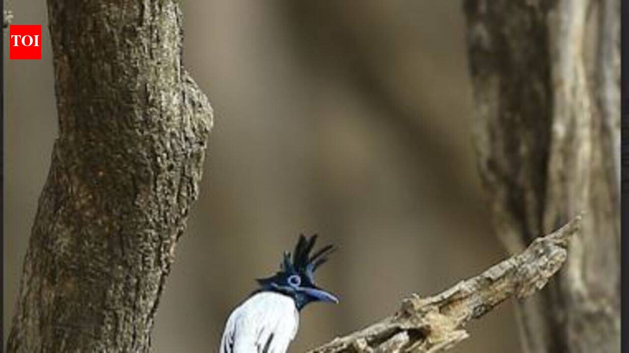 Young Indian paradise flycatcher finding it difficult to survive ...