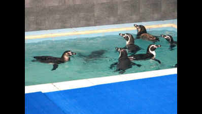 Penguins arrive in Mumbai