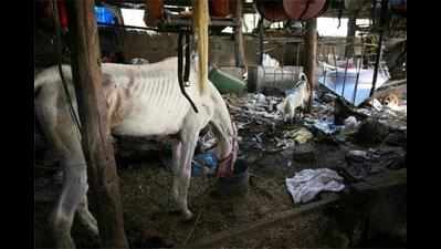 ‘Injured horses should not be made to go for joyrides’