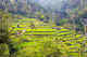 Cycle or walk through the rice terraces of Ubud