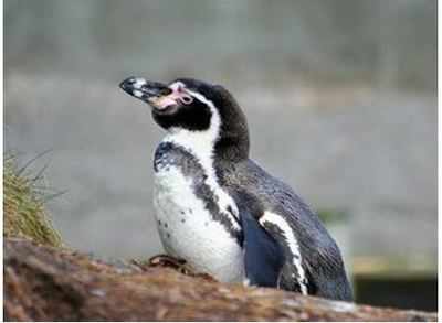 Byculla zoo gets Humboldt penguins as new members