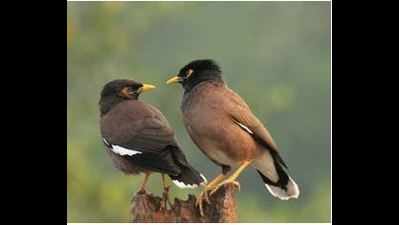 Families clash over myna in West Bengal