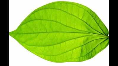 Traders give in for smooth bid of betel leaves