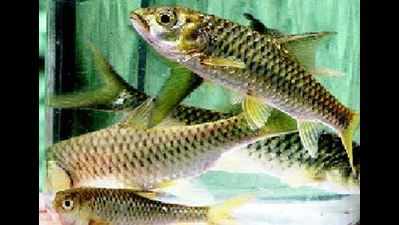HP breeds endangered fish in captivity