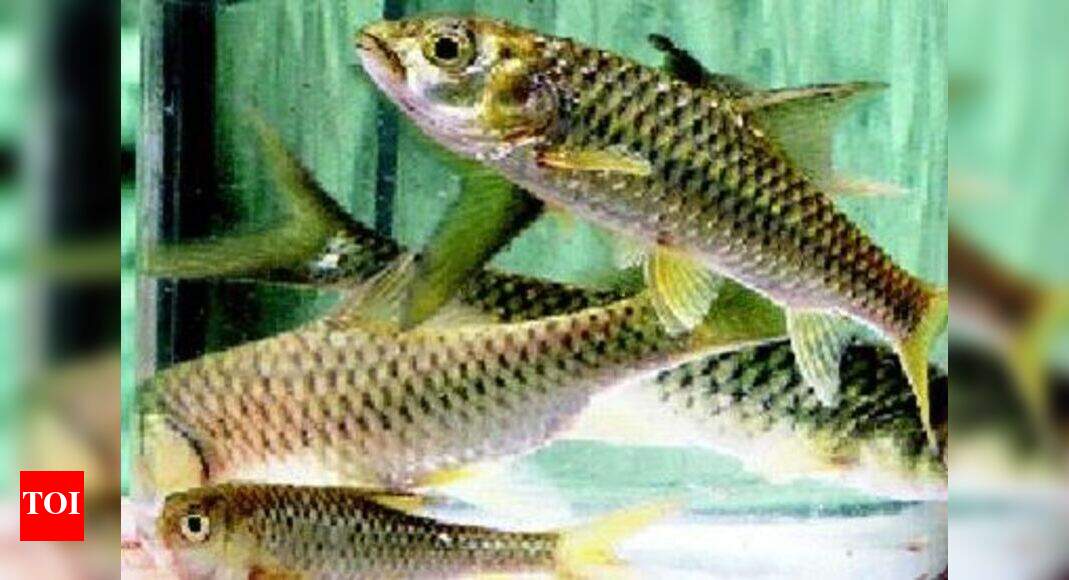 HP breeds endangered fish in captivity | Shimla News - Times of India