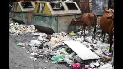 Stray dogs, cattle spread garbage piled up on streets for 10 days