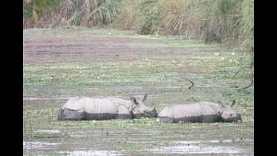 Water recedes in Kaziranga, but 2nd animal exodus looms large