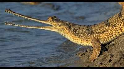 3,000 gharial eggs, yet doubt looms over their survival