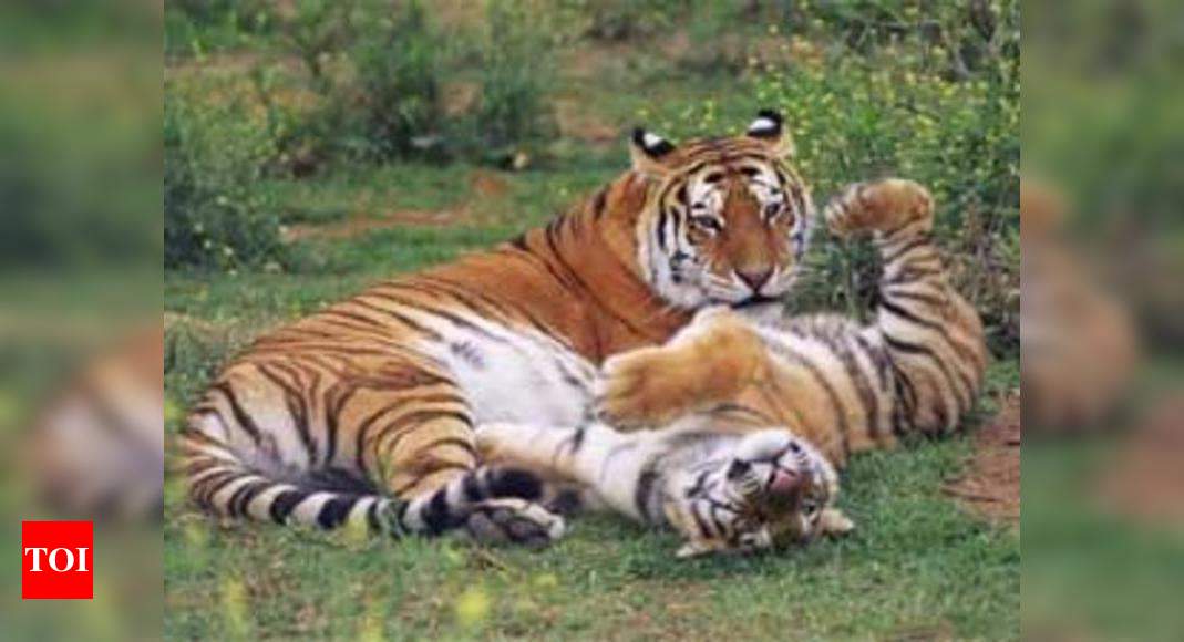 4,000 families still reside in TN tiger reserves | Chennai News - Times ...