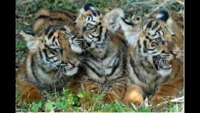 ‘Tiger poachers will be back as soon as there is a demand’