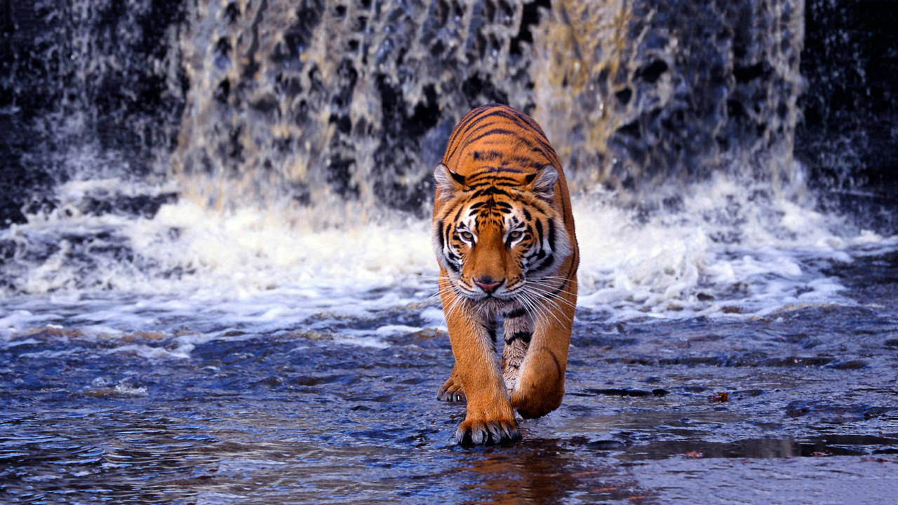 Siberian Tigers: Facts, Threats, and Conservation Efforts