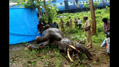 In a first, train pilot booked after speeding train kills elephant