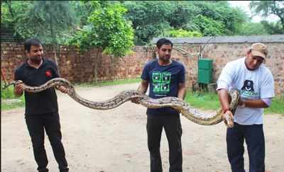 Giant python brings NH to a halt, rescued by Wildlife SOS | Agra News ...