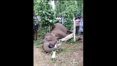 Four arrested for killing wild elephant in Wayanad
