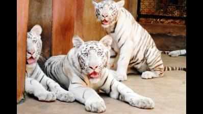 Two white tiger cubs to greet you at BBP