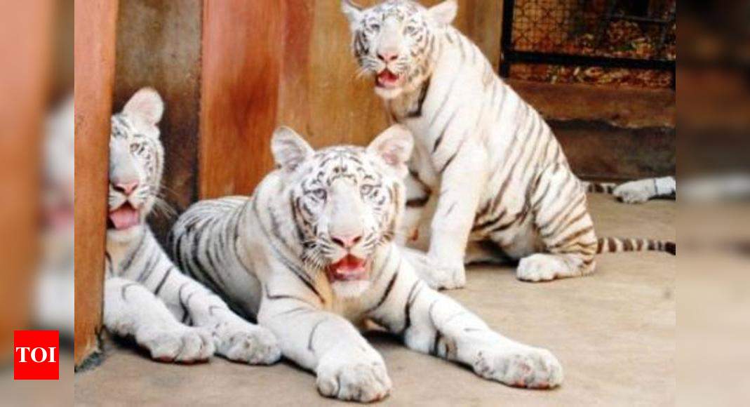 Two white tiger cubs to greet you at BBP | Bengaluru News - Times of India