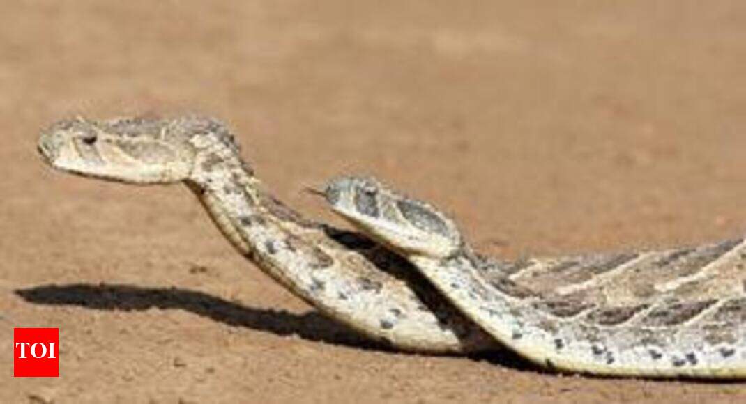 Snakes catchers wary of attacks on reptiles in rains Nashik News