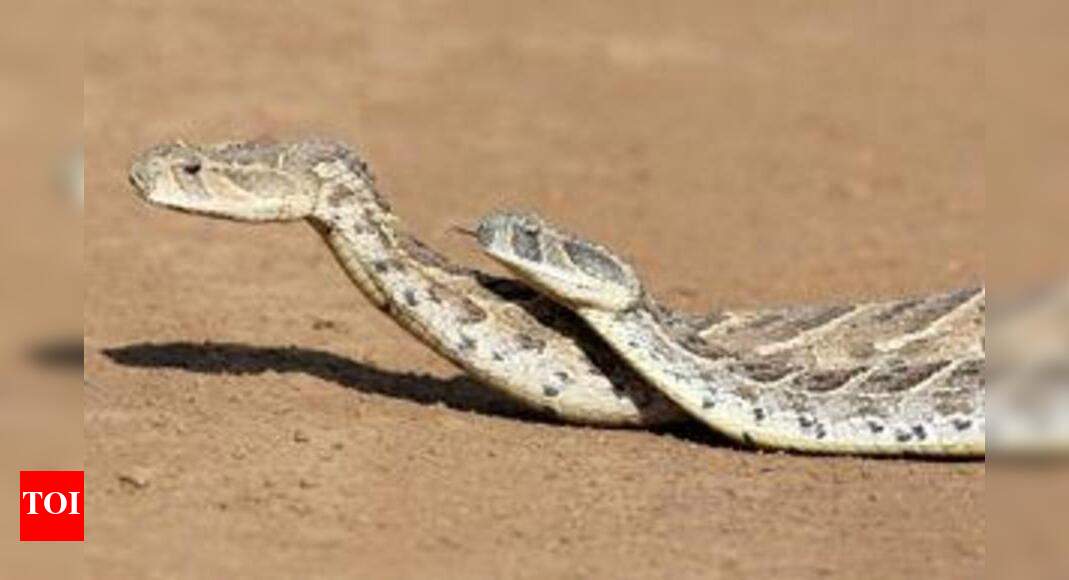 Snakes catchers wary of attacks on reptiles in rains Nashik News
