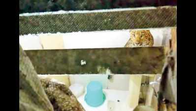 Leopard walks into Nainital hotel room, breaks glass, creates panic