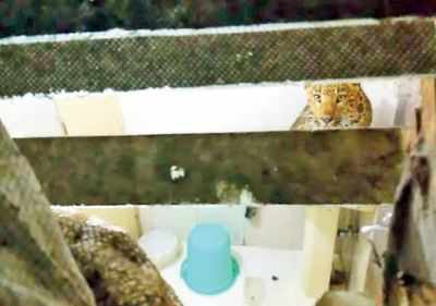 Leopard walks into Nainital hotel room breaks glass creates