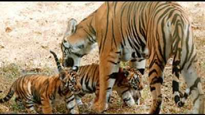 Tigress with cubs makes UP village her home