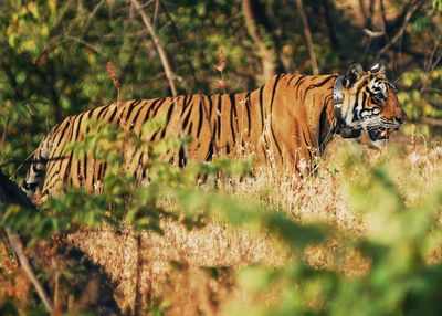 Shepherds spot collared tiger near Rawanwadi | Nagpur News - Times of India