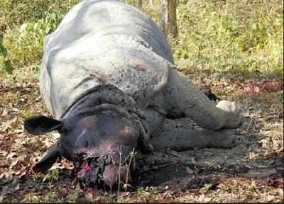 Another rhino found dead in flooded Kaziranga