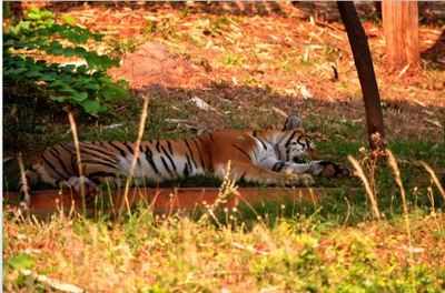 Royal Bengal tiger's carcass found in Kaziranga National Park