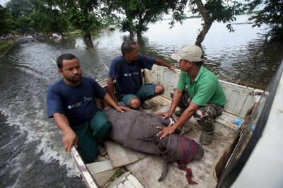 Over 300 animals killed in Assam floods in Kaziranga | India News - Times  of India