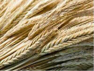 Foodgrain output up despite scant rainfall in 2015-16