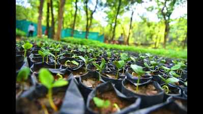 Engineer realizes green dream with nursery business