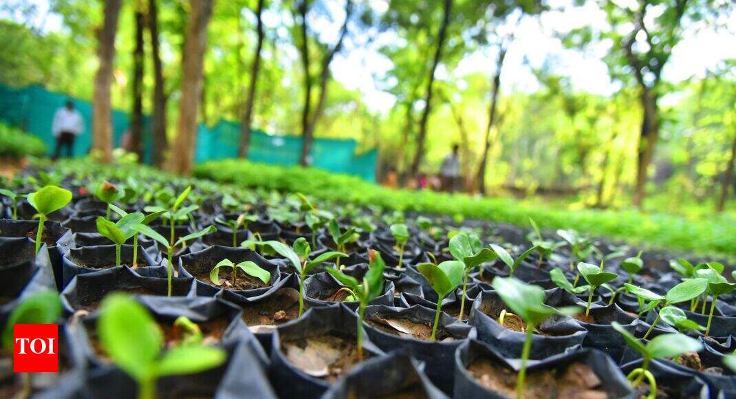 Engineer Realizes Green Dream With Nursery Business Hubballi News Engineer Realizes Green Dream With Nursery Business Hubballi News Times Of India