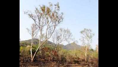 Tribals encroaching on forest land to claim title certificates for larger area: NGOs